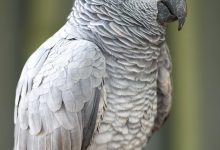 Grey parrot (Psittacus erithacus)