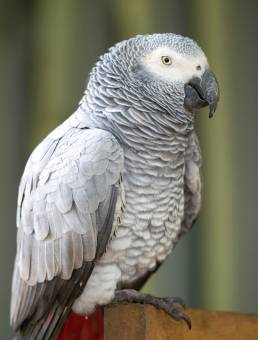 Grey parrot (Psittacus erithacus)
