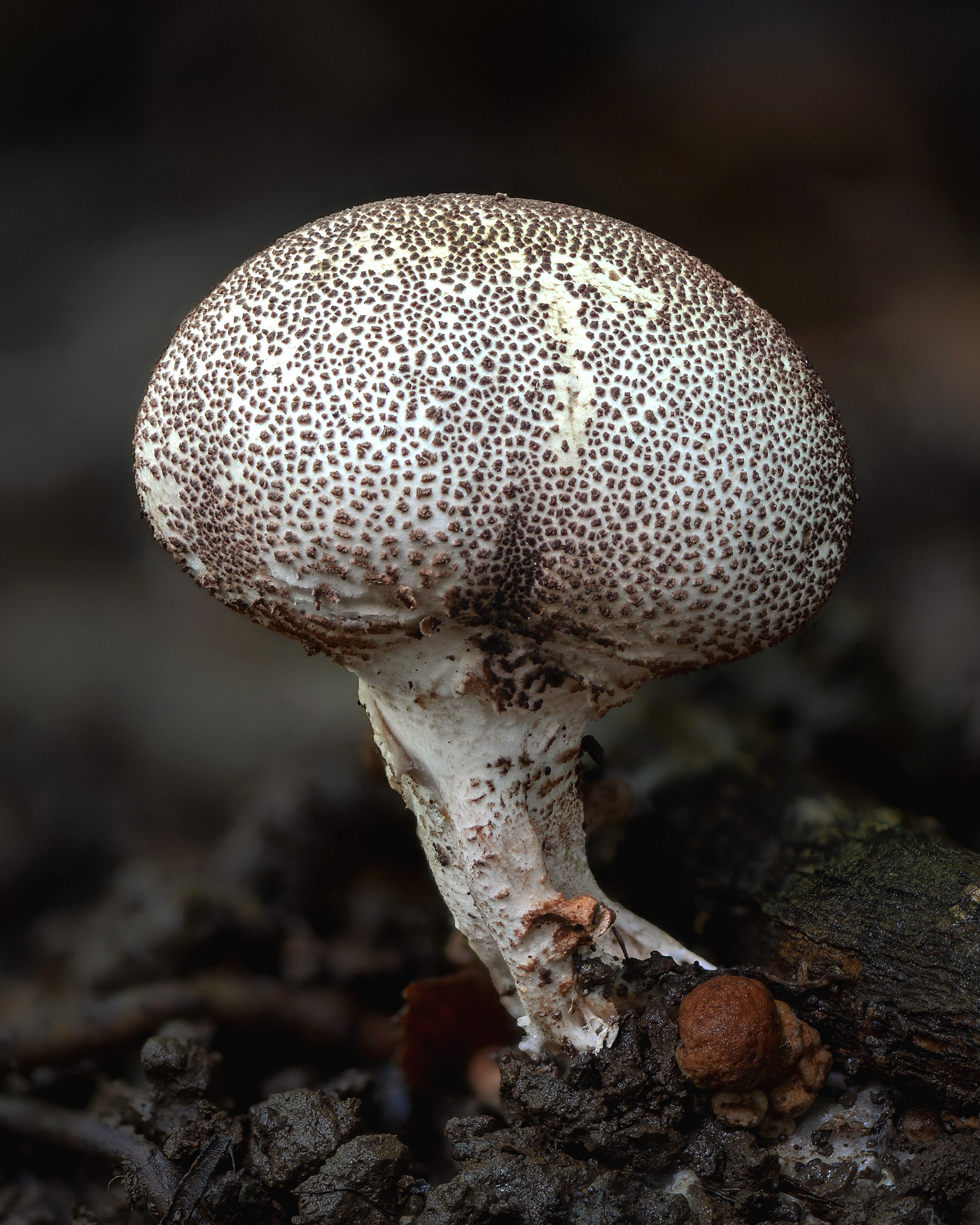 Principe puffball fungus, unknown species