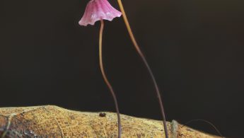 Purple Pinwheel (Marasmius haematocephalus)