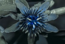 Passiflora mansoi UV