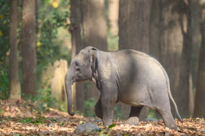 Indian Elephant (Elephas maximus ssp. indicus)