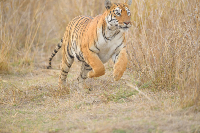 Bengal Tiger (Panthera tigris tigris)