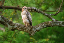Changeable hawk-eagle (Nisaetus cirrhatus)