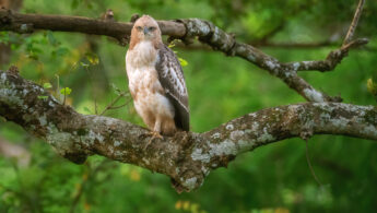 Changeable hawk-eagle (Nisaetus cirrhatus)