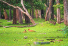 Dholes in the monsoon