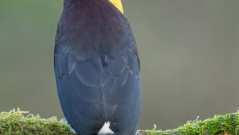 Yellow-throated toucan (Ramphastos ambiguus)