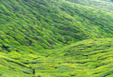 Kannan Devan Hills Tea garden
