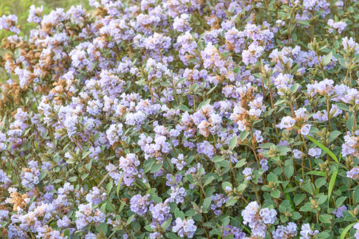 Neelakurinji (Strobilanthes kunthiana) bloom of 2018