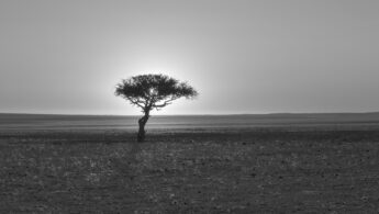 Lone tree, Namibia