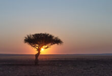 Lone tree, Namibia