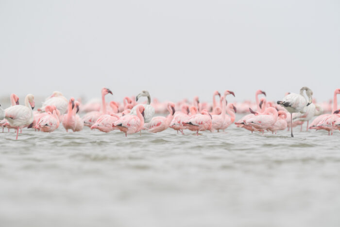 Lesser flamingo (Phoenicoparrus minor)