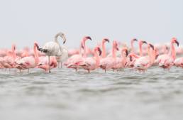Lesser flamingo (Phoenicoparrus minor)