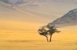 Lonely trees in Damaraland, Namibia