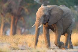 Savannah Elephant (Loxodonta africana)