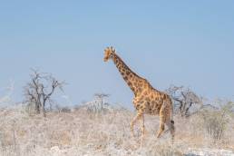 Angolan giraffe (Giraffa camelopardalis angolensis)