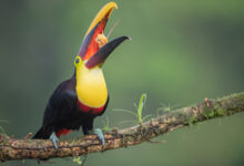 Chestnut-mandibled toucan (Ramphastos ambiguus swainsonii)