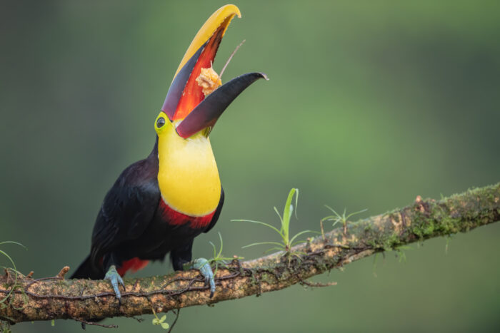 Chestnut-mandibled toucan (Ramphastos ambiguus swainsonii)