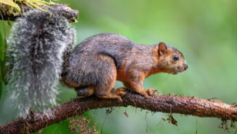 Variegated Squirrel (Sciurus variegatoides)