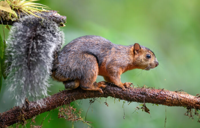Variegated Squirrel (Sciurus variegatoides)