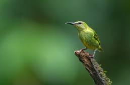 Red-legged Honeycreeper (Cyanerpes cyaneus)