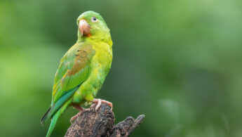 Orange-chinned Parakeet (Brotogeris jugularis)