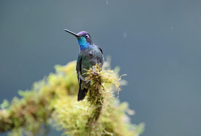 Rivoli's hummingbird (Eugenes fulgens)
