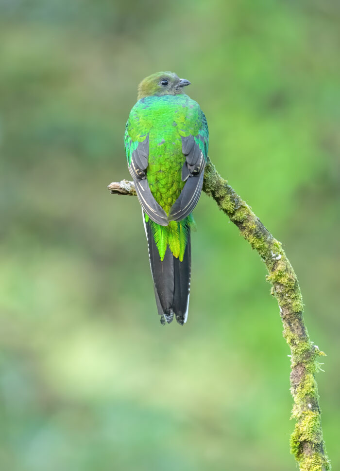 Resplendent quetzal (Pharomachrus mocinno)