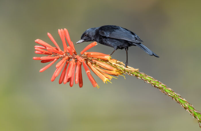 Black Flowerpiercer (Diglossa humeralis)