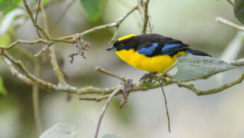 Blue-winged Mountain-Tanager (Anisognathus somptuosus)
