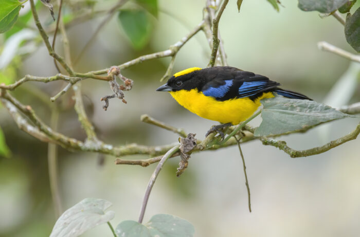Blue-winged Mountain-Tanager (Anisognathus somptuosus)