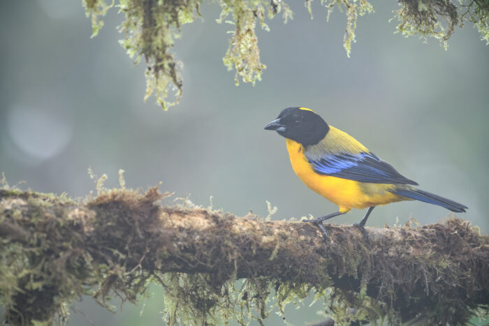 Black-chinned Mountain-Tanager (Anisognathus notabilis)