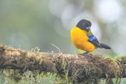 Black-chinned Mountain-Tanager (Anisognathus notabilis)