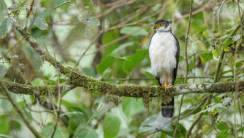 Bicolored Hawk (Accipiter bicolor)
