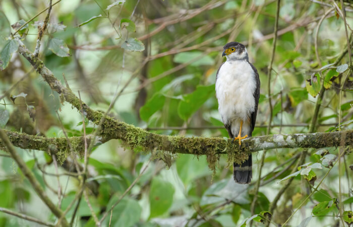 Bicolored Hawk (Accipiter bicolor)
