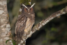 Crested Owl (Lophostrix cristata)
