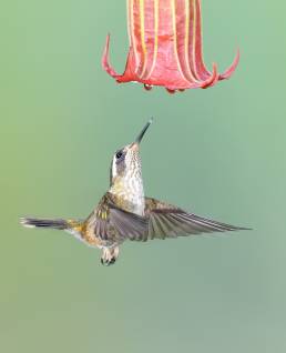 Speckled Hummingbird (Adelomyia melanogenys)