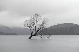 The Wanaka Tree, Lake Wanaka, New Zealand