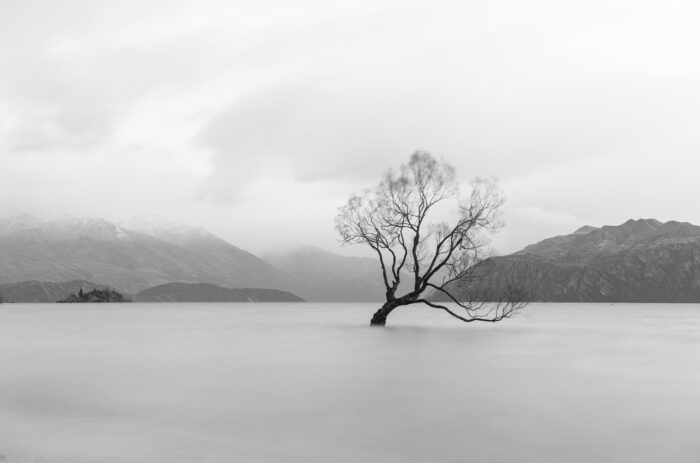 The Wanaka Tree, Lake Wanaka, New Zealand