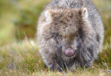 Tasmanian Wombat (Vombatus ursinus ssp. tasmaniensis)