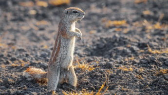 South African Ground Squirrel (Geosciurus inauris)