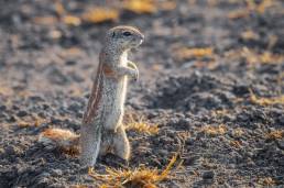South African Ground Squirrel (Geosciurus inauris)