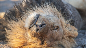 Southern Lion (Panthera leo ssp. melanochaita)