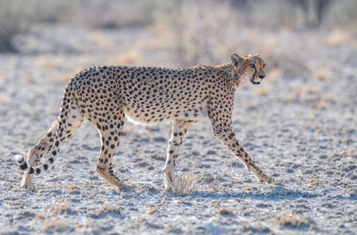 Southern and Eastern African Cheetah (Acinonyx jubatus ssp. jubatus)