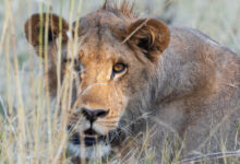 Southern Lion (Panthera leo ssp. melanochaita)