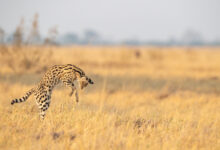 Southern Serval (Leptailurus serval ssp. serval)