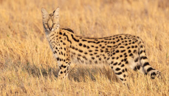 Southern Serval (Leptailurus serval ssp. serval)