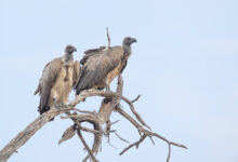 White-backed Vulture (Gyps africanus)