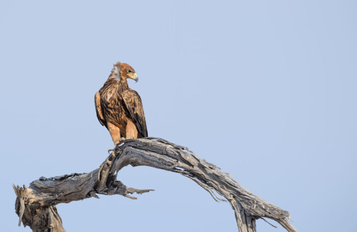 Tawny Eagle (Aquila rapax)