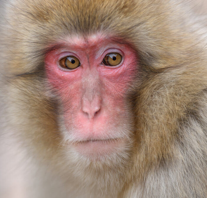 Japanese Macaque (Macaca fuscata)